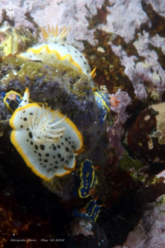 A Hypselodoris festiva  and Chromodoris orientalis (big one) | Nudi