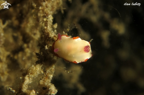 A Nudibranch