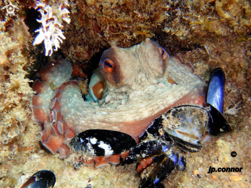 A Octopus vulgaris | Poulpe