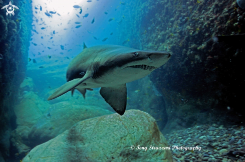 A Grey Nurse Shark (Sand Tiger, Ragged Tooth)