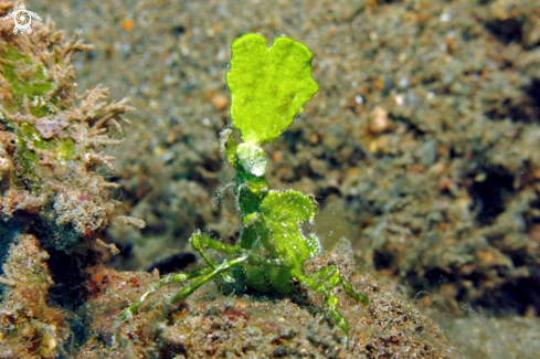 A Huenia heraldica | crab