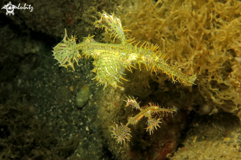 A Solenostomus paradoxus | ghost pipefish