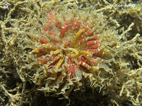 A Boloceroides mcmurrichi | Anemone