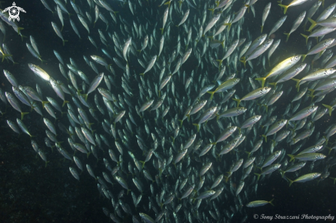 A Yellowtail scad