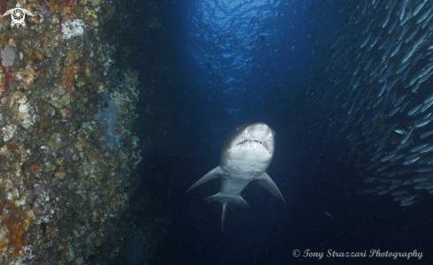 A Grey Nurse Shark (Sand Tiger, Ragged Tooth)