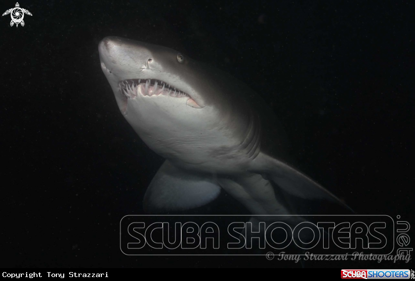 A Grey Nurse Shark (Sand Tiger, Ragged Tooth)