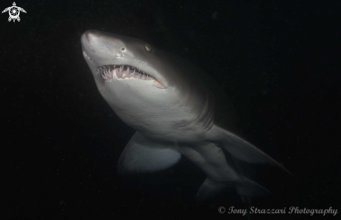 A Grey Nurse Shark (Sand Tiger, Ragged Tooth)