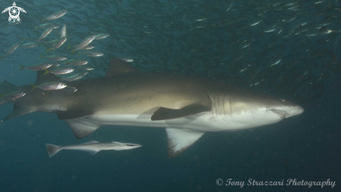 A Remora and grey nurse shark