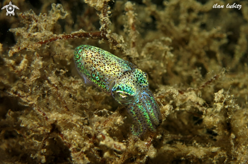 A Euprymna berryi | bobtail squid 