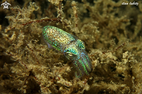 A bobtail squid 