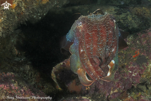 A Sepia apama | Giant cuttle