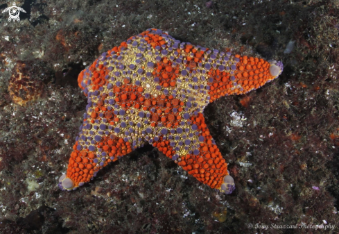 A Asterodiscides truncates | Firebrick Seastar