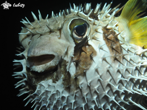 A Diodon liturosus | reef fish
