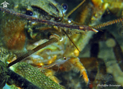 A Red shrimp and crayfish