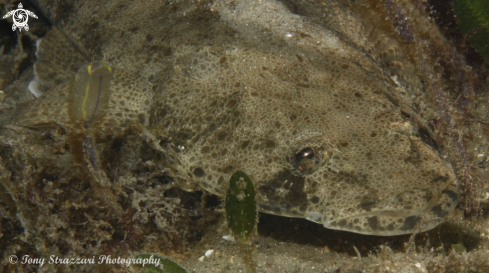 A Dusky flathead