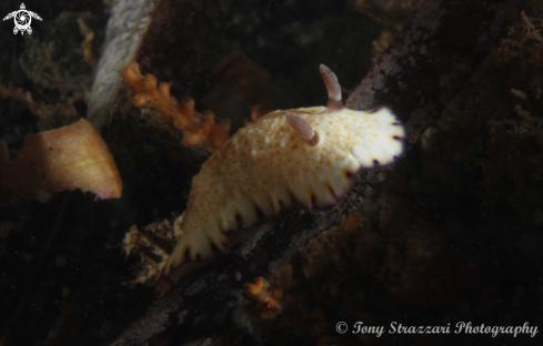 A Gold-Spotted Chromodoris