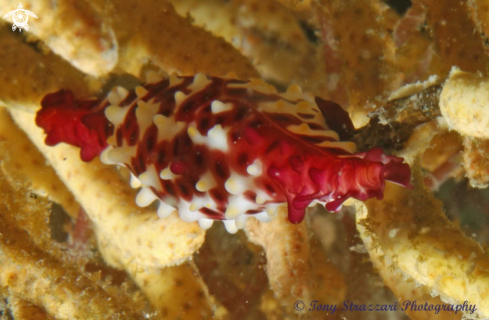 A Rosy Spindle Cowry