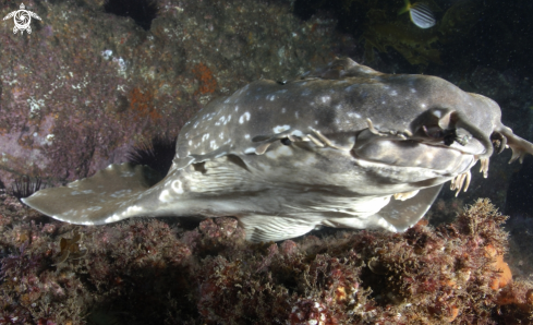 A Orectolobus maculatus | Spotted wobbegong