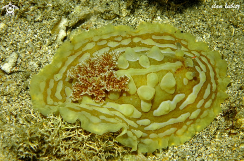 A Nudibranch