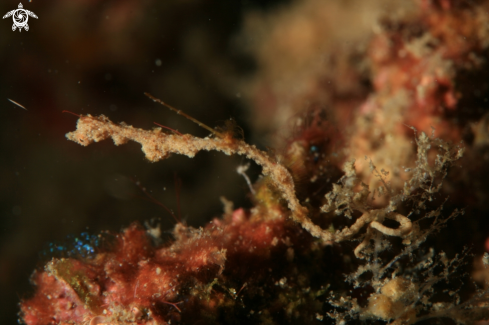 A Lembeh Sea Dragon