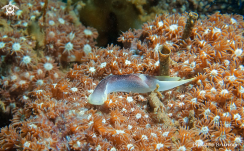 A Chelidonura amoena