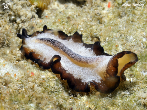 A Pseudobiceros gratus | flatworm