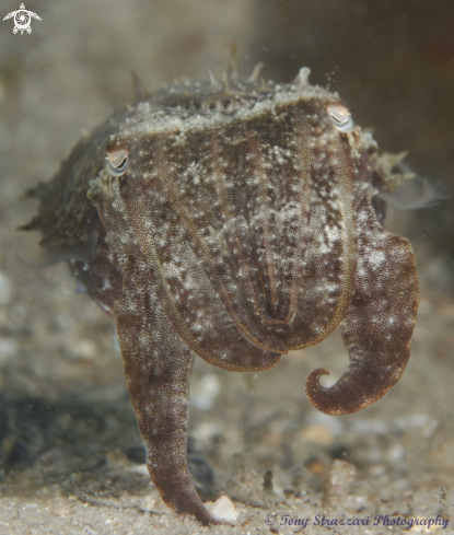 A Sepia plangon | Mourning cuttle