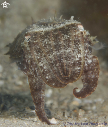 A Mourning cuttle