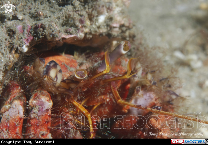 A Hairy red hermit crab