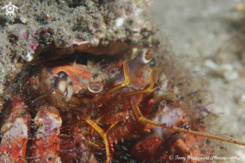 A Hairy red hermit crab