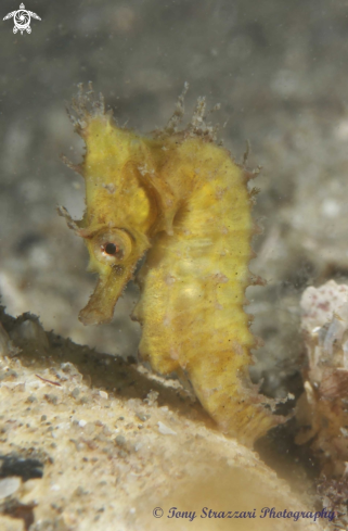 A Hippocampus whitei | White's seahorse