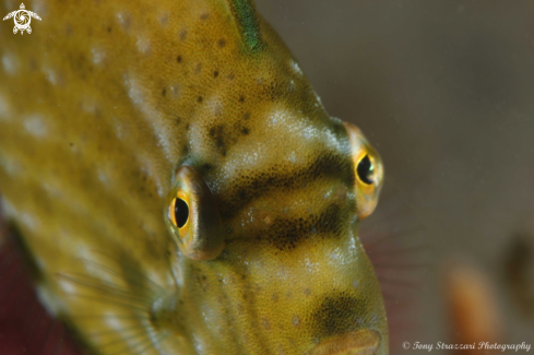 A Brachaluteres jacksonianus | Pygmy leatherjacket