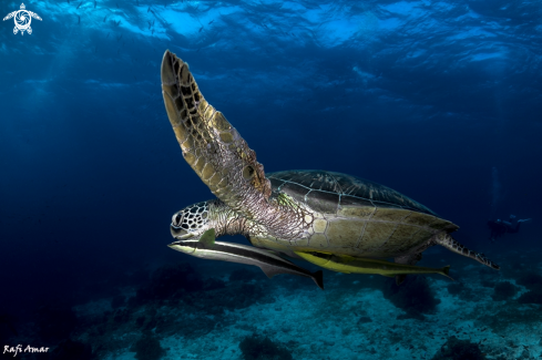 A Sea Turtle