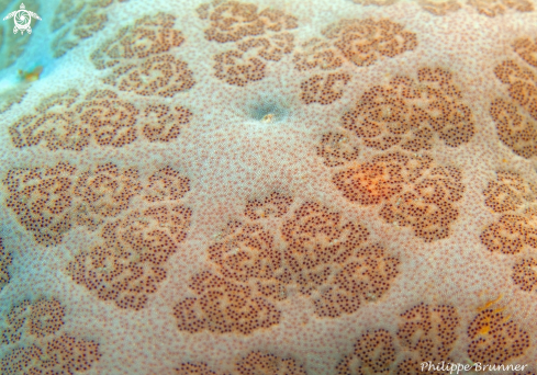 A Sea star