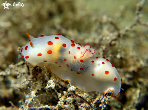 A Gymnodoris ceylonica | Nudibranch