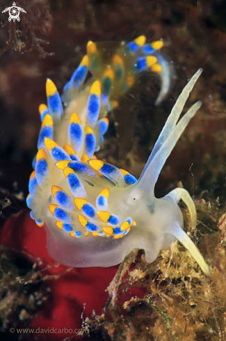 A Cuthona Caerulea | Nudibranquio