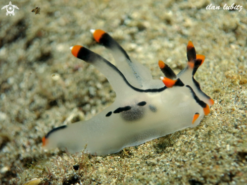 A Thecacera picta | Nudibranch