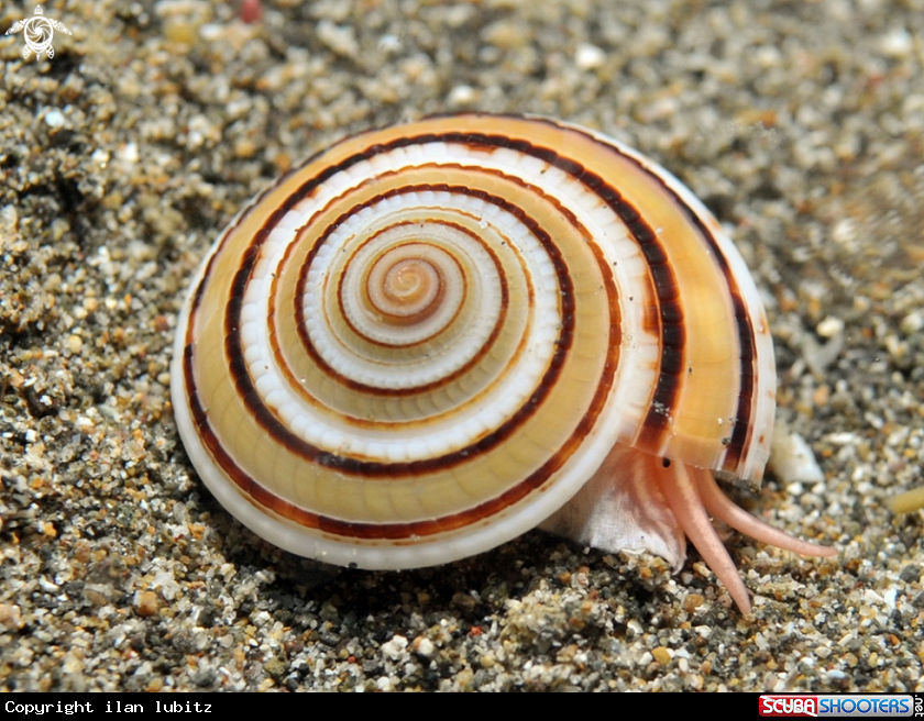 A Snail