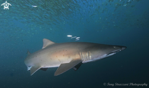 A Carcharias taurus | Grey Nurse Shark (Sand Tiger, Ragged Tooth)