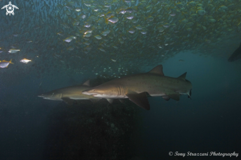 A Grey Nurse Shark (Sand Tiger, Ragged Tooth)