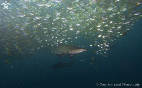 A Grey Nurse Shark (Sand Tiger, Ragged Tooth)