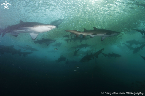 A Grey Nurse Shark (Sand Tiger, Ragged Tooth)