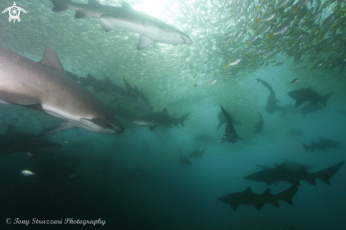 A Carcharias taurus | Grey Nurse Shark (Sand Tiger, Ragged Tooth)