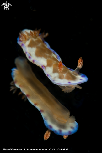 A juvenile spanish dancer