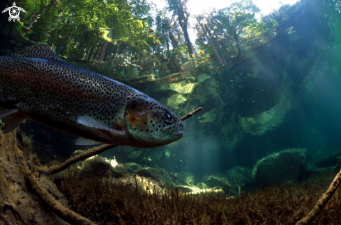 A Trout