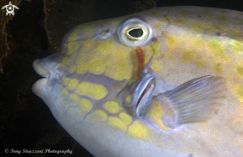 A Eastern smooth boxfish & cleaner clingerfish