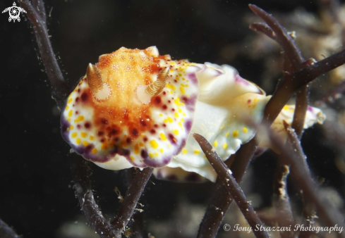 A Collingwood's chromodoris