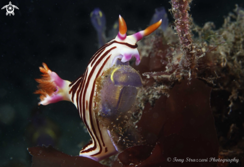 A Lined Nembrotha