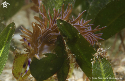 A Pteraeolidia ianthina | Blue dragon