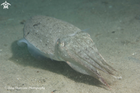 A Mourning cuttle